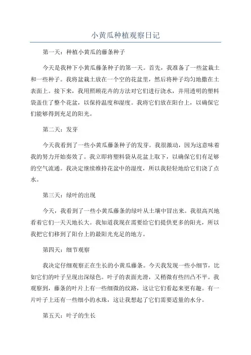 小黄瓜种植观察日记