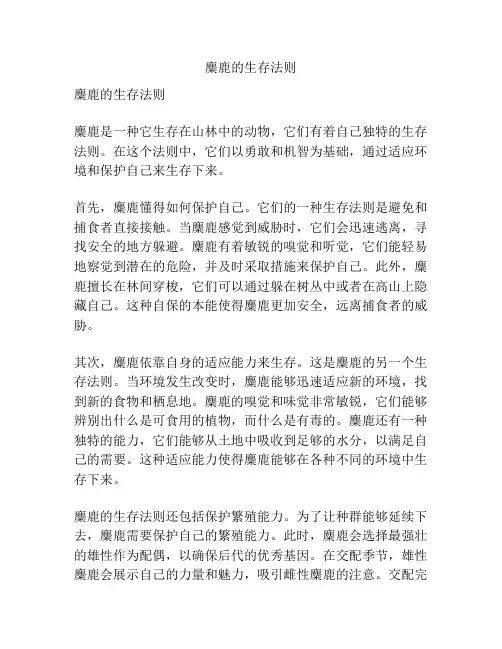麋鹿的生存法则