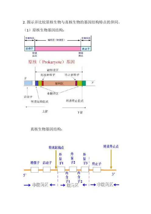 图示并比较原核生物与真核生物的基因结构特点的异同