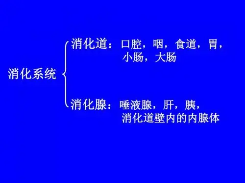 消化系统生理学PPT课件