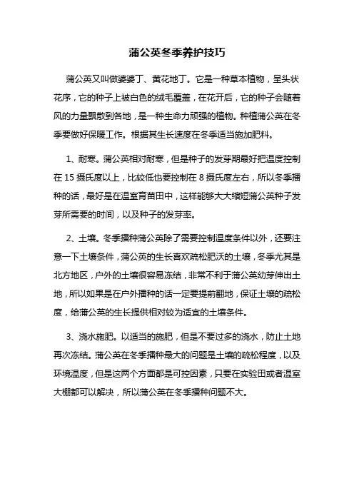蒲公英冬季养护技巧