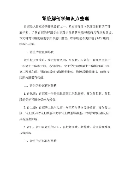 肾脏解剖学知识点整理