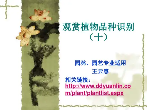 观赏植物品种识别(十、多肉多浆植物)