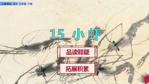 《小虾》课件PPT(完美版)