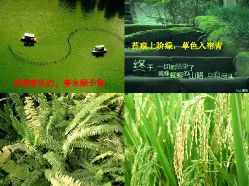 藻类、苔藓、蕨类植物