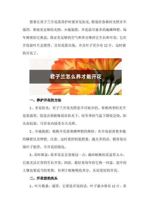君子兰怎么养才能开花,开花有什么兆头
