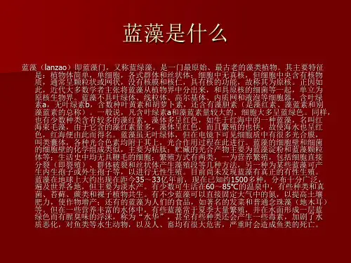 蓝藻