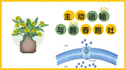主动运输与胞吞胞吐-2023-2024学年高一生物上册同步备课课件(人教版2019必修1)