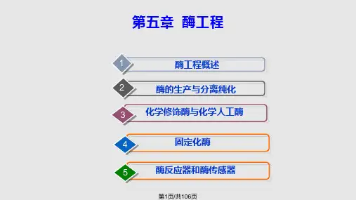 现代生物技术酶工程PPT课件