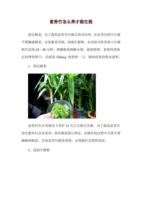富贵竹怎么养才能生根