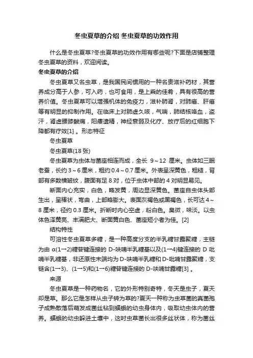 冬虫夏草的介绍冬虫夏草的功效作用