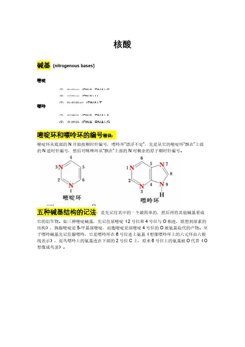 杨荣武生物化学原理笔记—核酸