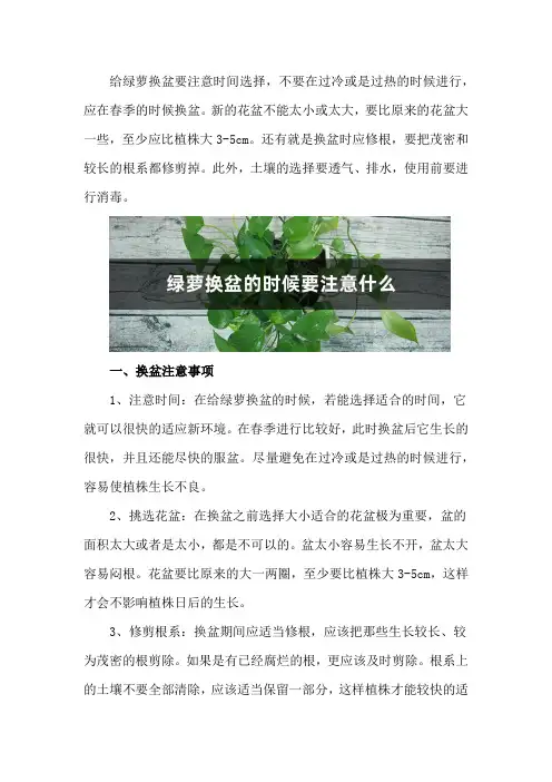 绿萝换盆的时候要注意什么,要用什么土