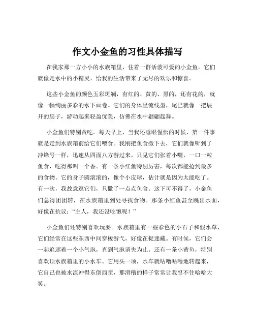 作文小金鱼的习性具体描写
