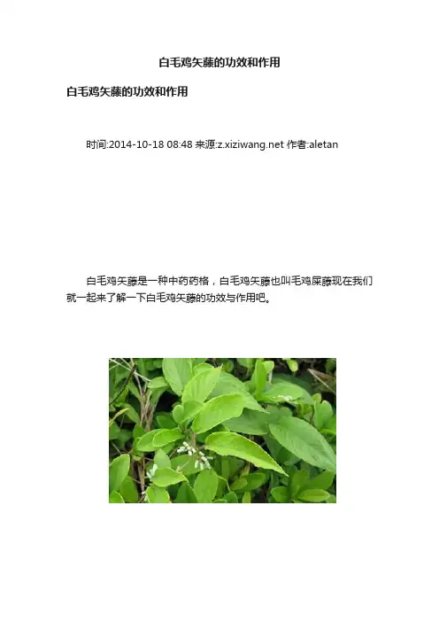 白毛鸡矢藤的功效和作用