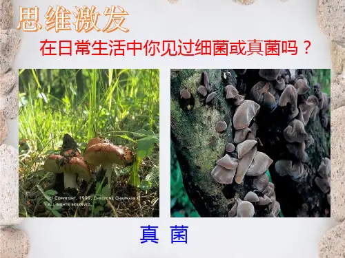 细菌和真菌的分布