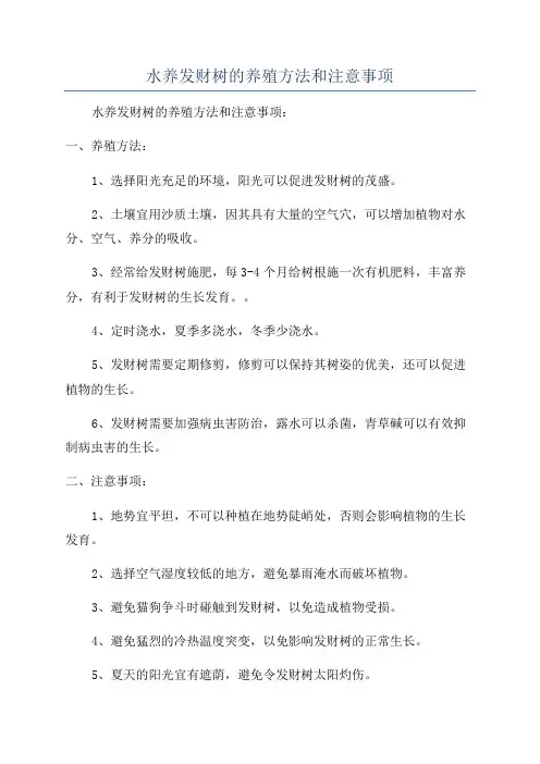 水养发财树的养殖方法和注意事项