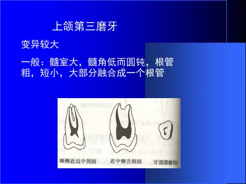 最新中国医科大口腔解剖生理学课件04-PPT文档