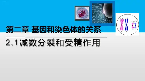 减数分裂和受精作用人教版高中生物必修二两课时,共页教学课件
