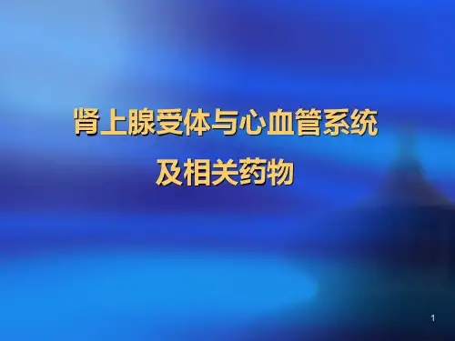 肾上腺素受体ppt课件