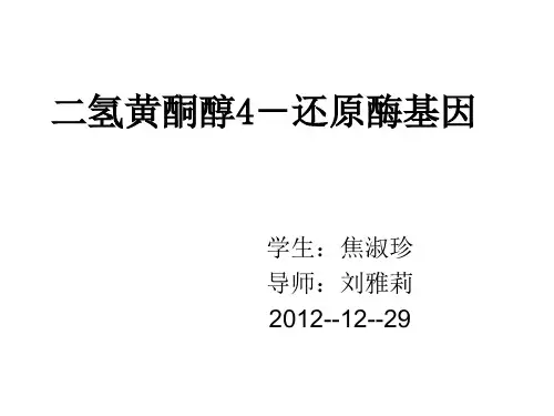 二氢黄酮醇4-还原酶基因