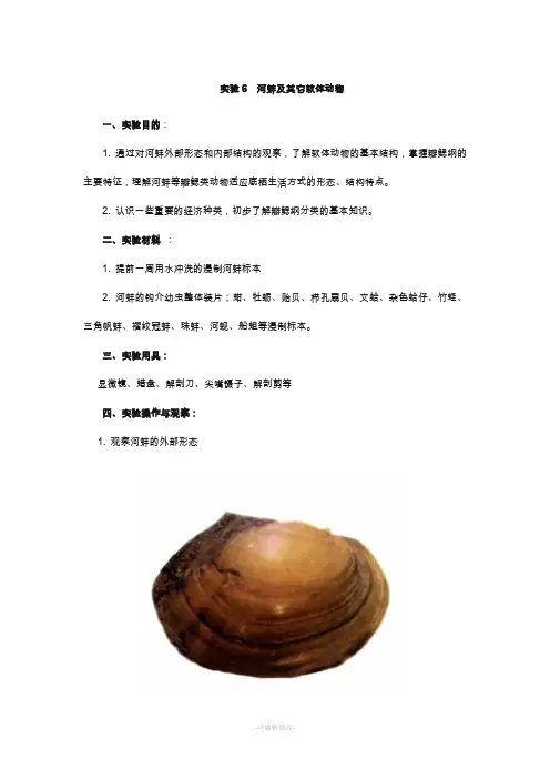 河蚌解剖观察