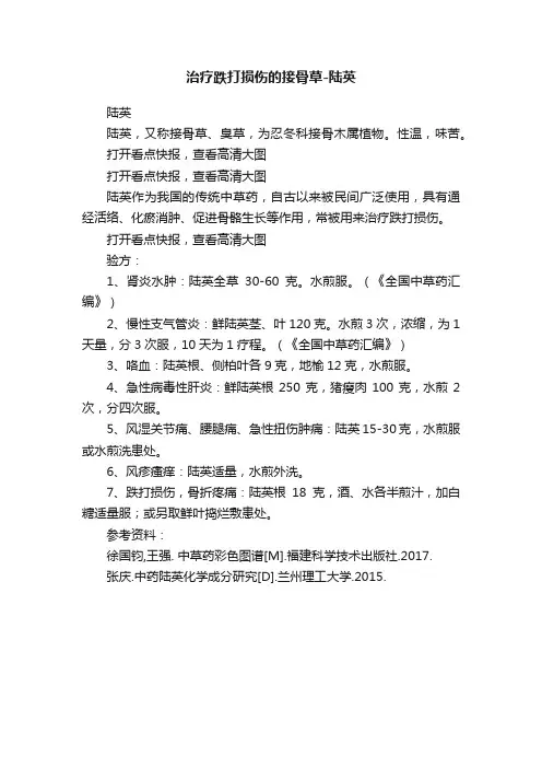 治疗跌打损伤的接骨草-陆英
