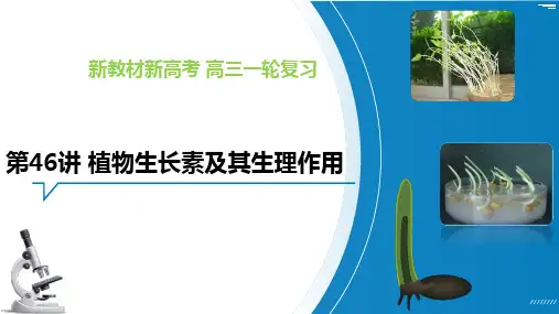 植物生长素及其生理作用(课件)高考生物一轮复习(全国通用)