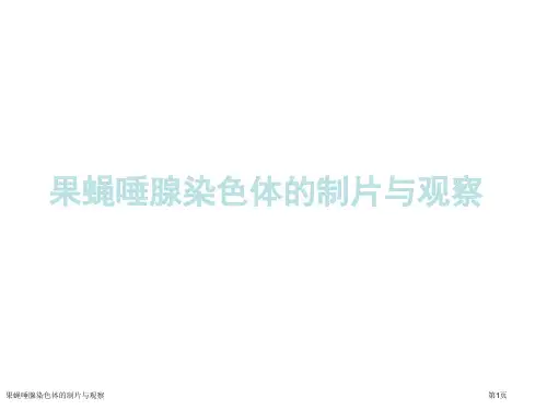 果蝇唾腺染色体的制片与观察