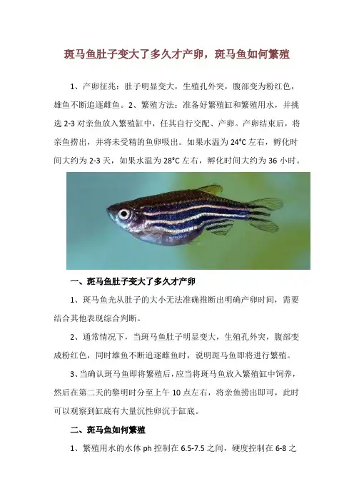 斑马鱼肚子变大了多久才产卵,斑马鱼如何繁殖