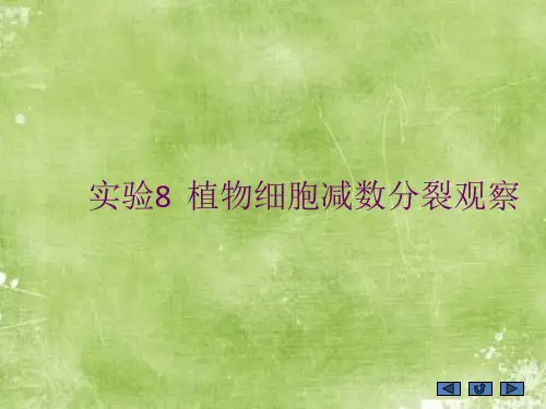 课件：植物细胞减数分裂观察