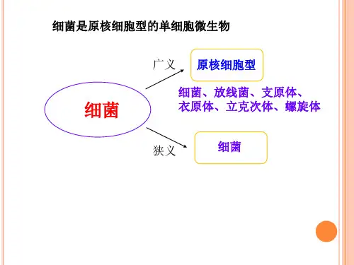 42.1细菌的大小形态