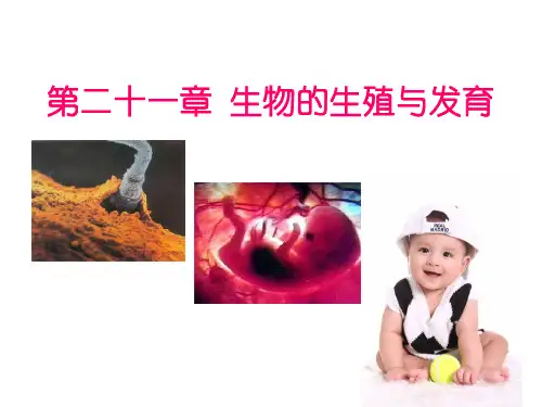 《第一节 生物的无性生殖》5PPT课件