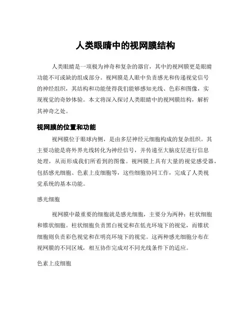 人类眼睛中的视网膜结构