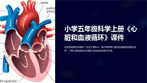 小学五年级科学上册《心脏和血液循环》课件