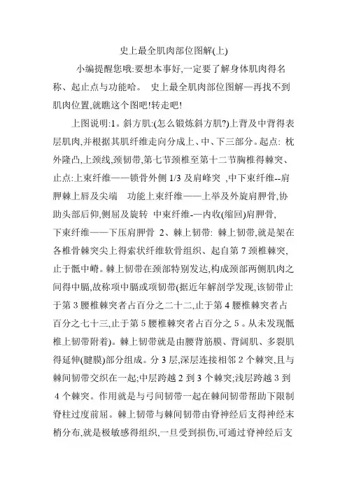 史上最全肌肉部位图解
