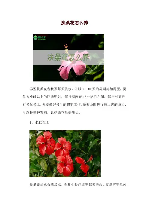 扶桑花怎么养