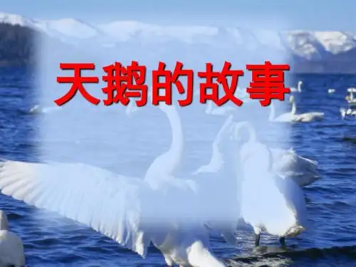 四年级下册语文课件-课文16《天鹅的故事》苏教版 (共22张PPT)