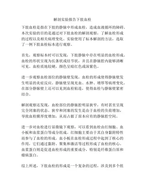 解剖实验报告下肢血栓