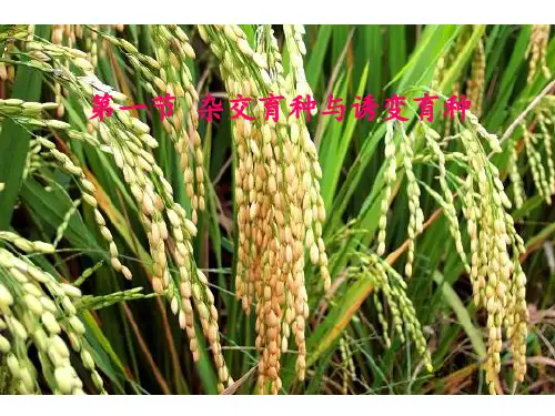 人教版教学第一节-杂交育种与诱变育种(共24张)PPT课件