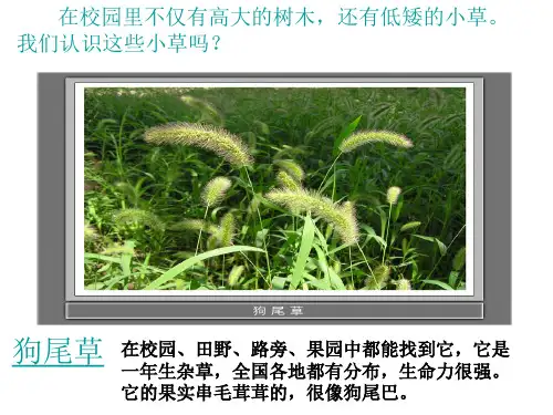 大树和小草