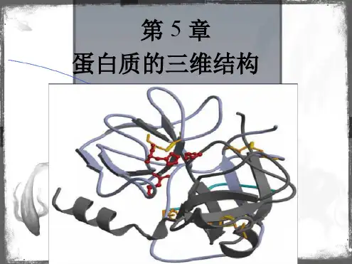 第5章 蛋白质的三维结构讲解