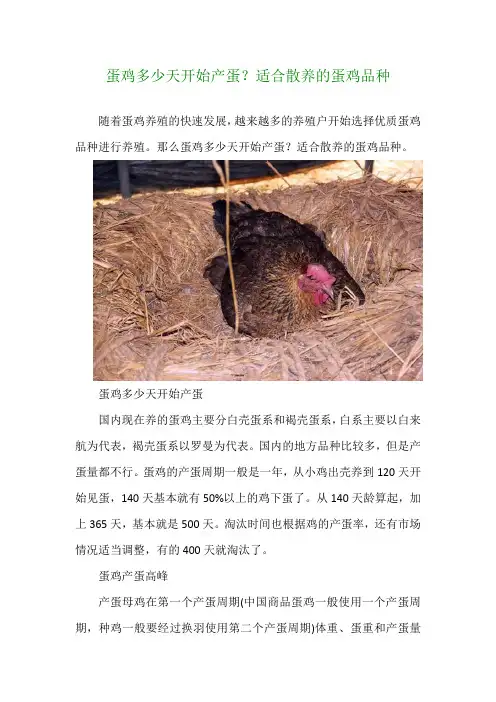 蛋鸡多少天开始产蛋？适合散养的蛋鸡品种