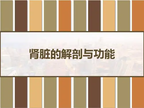 肾脏的解剖与功能 PPT