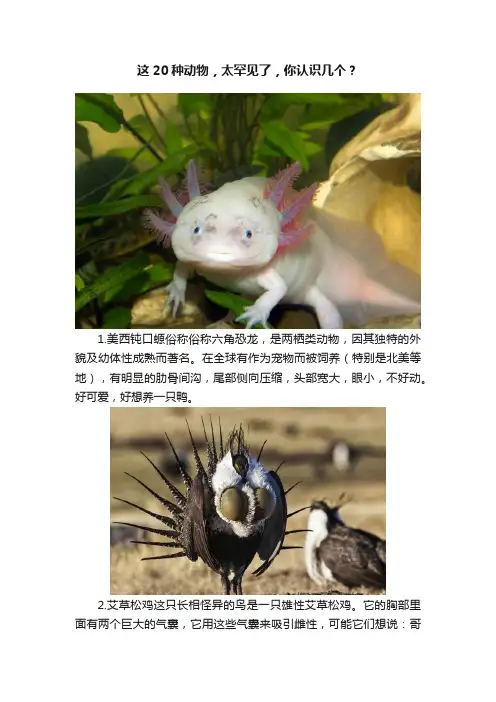 这20种动物，太罕见了，你认识几个？