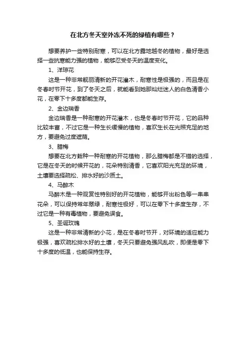 在北方冬天室外冻不死的绿植有哪些？