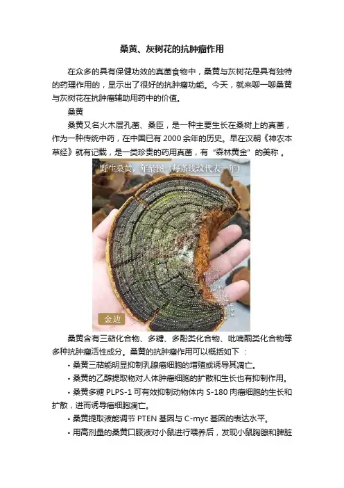 桑黄、灰树花的抗肿瘤作用