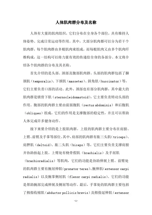 人体肌肉群分布及名称