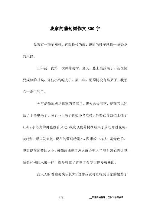 我家的葡萄树作文300字
