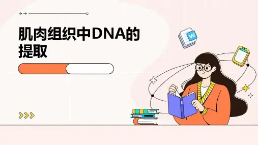 肌肉组织中DNA的提取